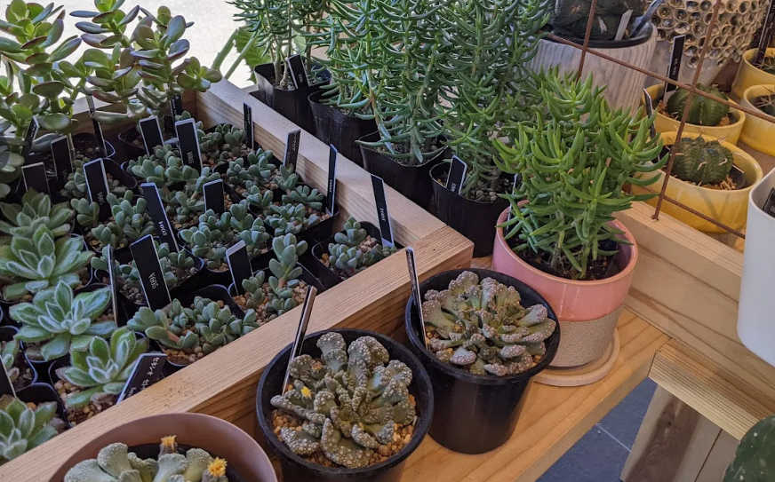 カップルで観葉植物を選ぶ